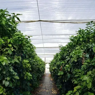 thumbnail for publication: Citrus under Protective Screen (CUPS)